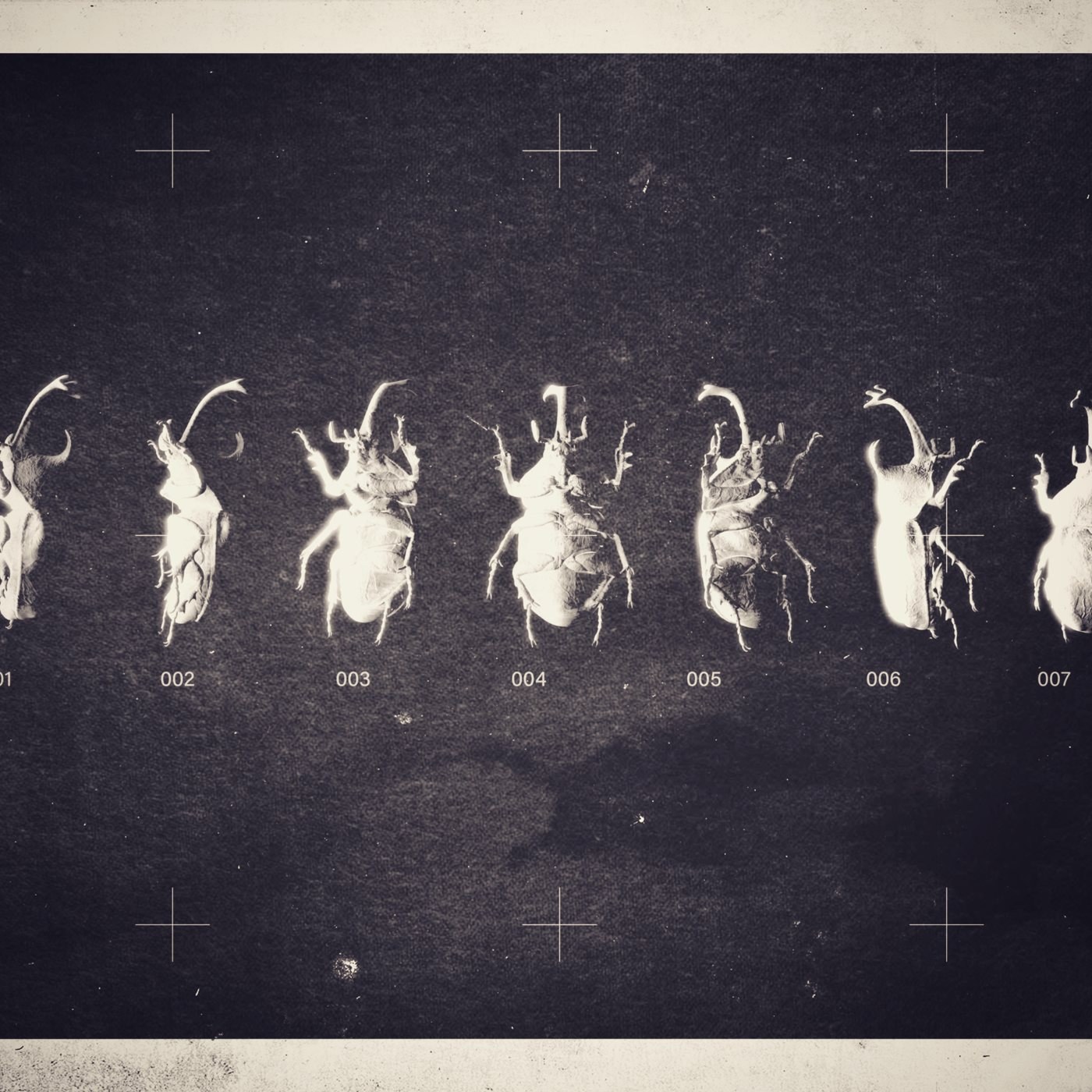 Beetles