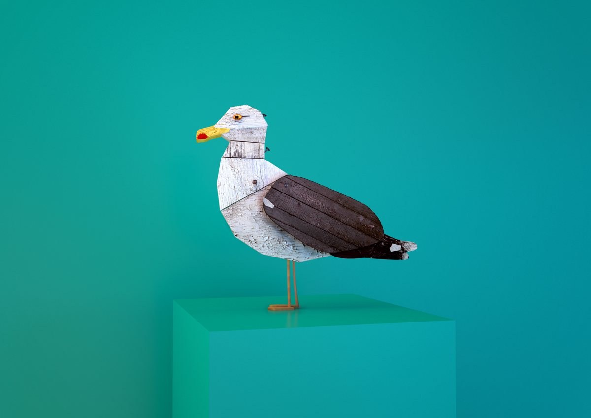 Black-backed Gull