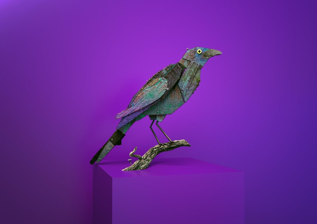 Common Grackle