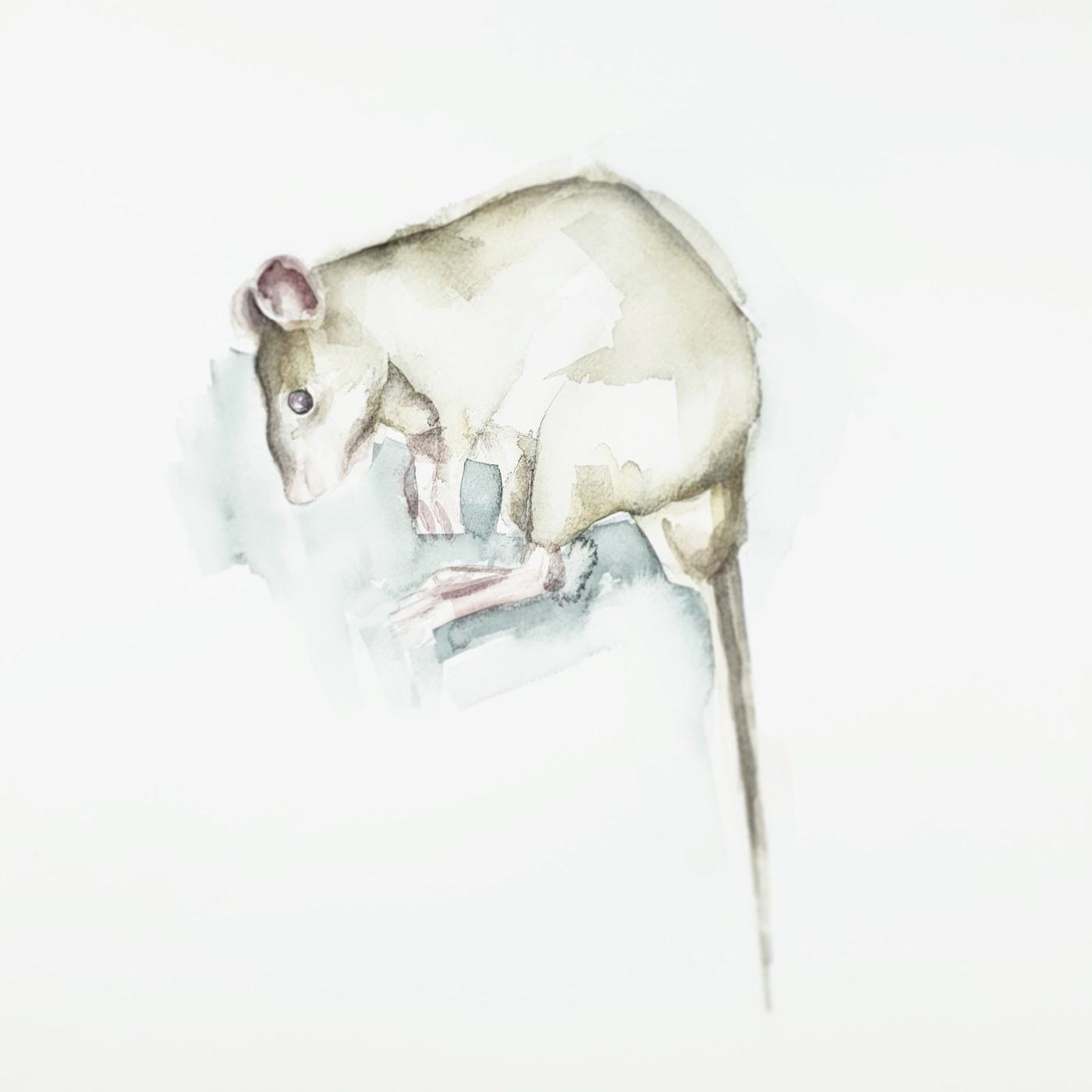 Rat